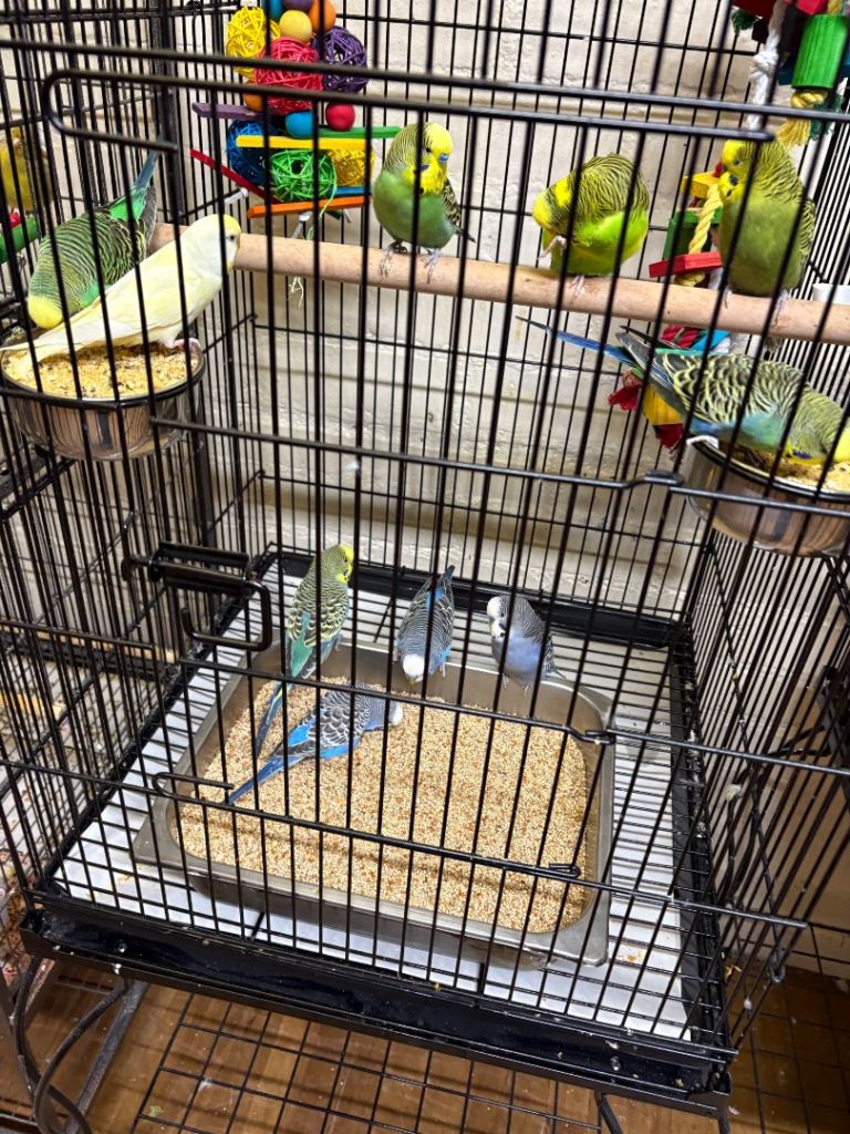 Budgies Glasgow 