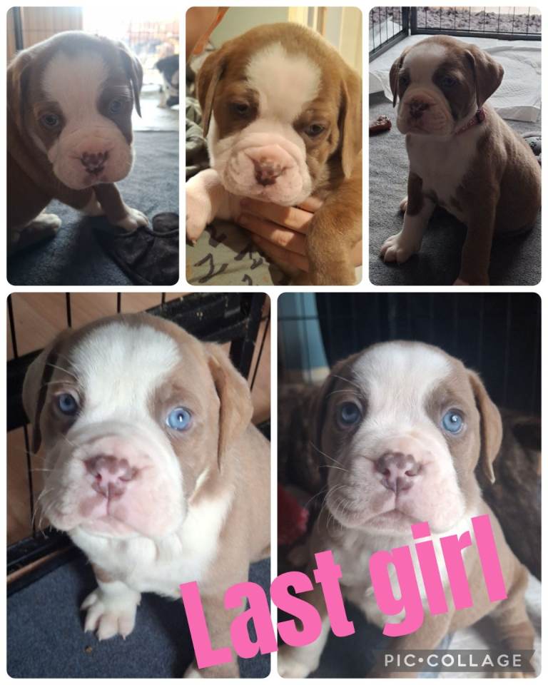 DORRSET OLD TYME x Cane corso