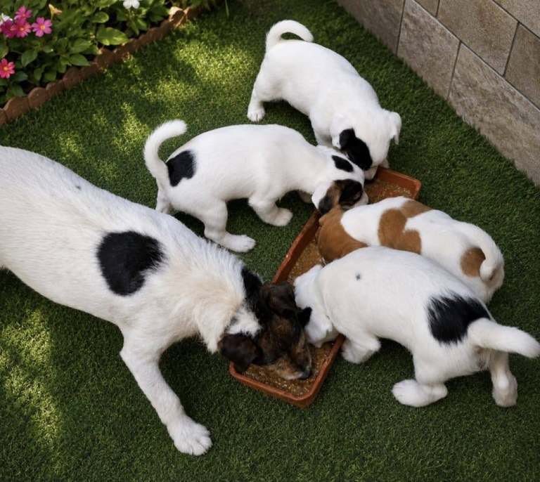 Pure bred traditional Jack Russell's 
