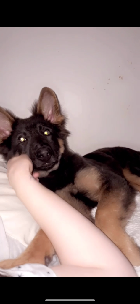 Female german shepherd puppy