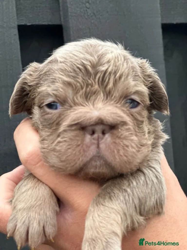 Fluffy French Bulldog puppies for sale