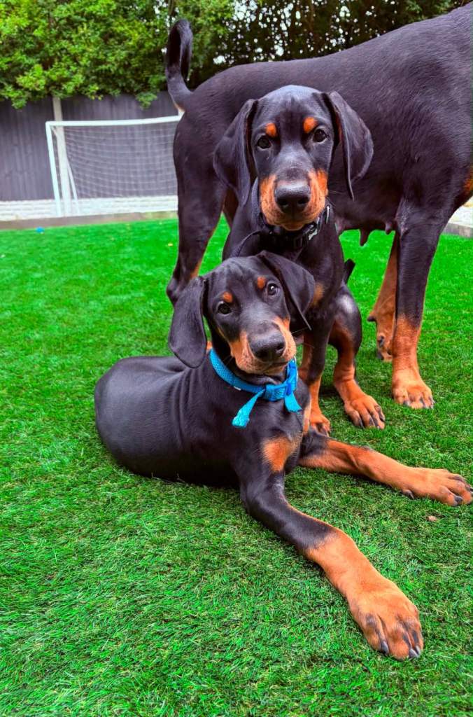 *Last Doberman puppie KC Registered*