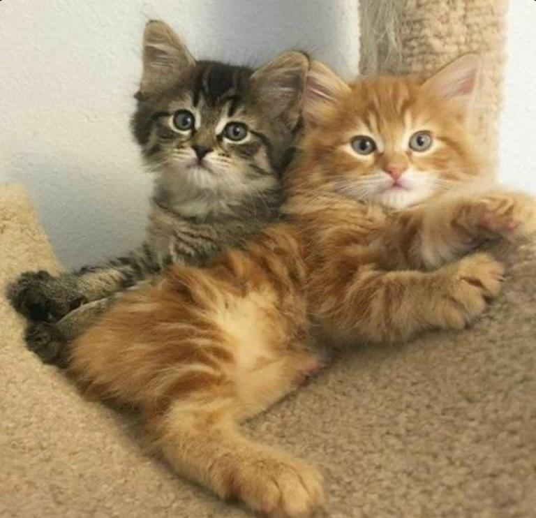 Sweet kittens ready for their forever homes