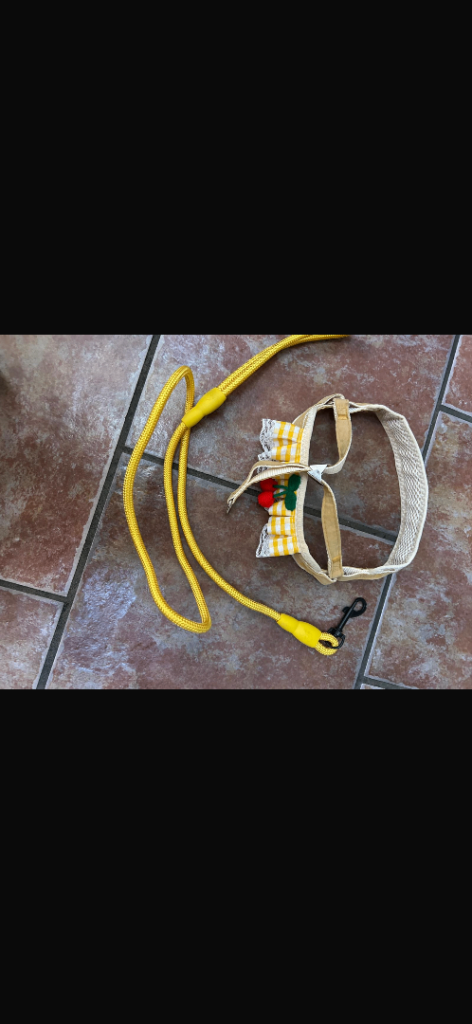 Dog lead and harness unused