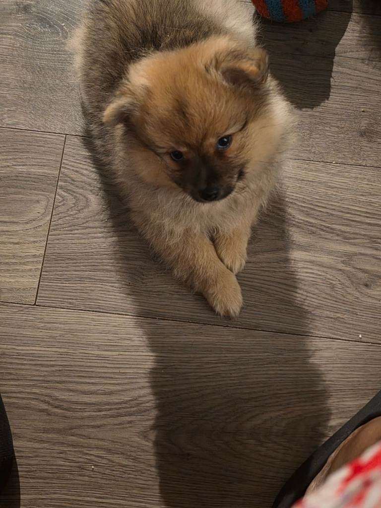 Beautiful Pomeranian Puppies