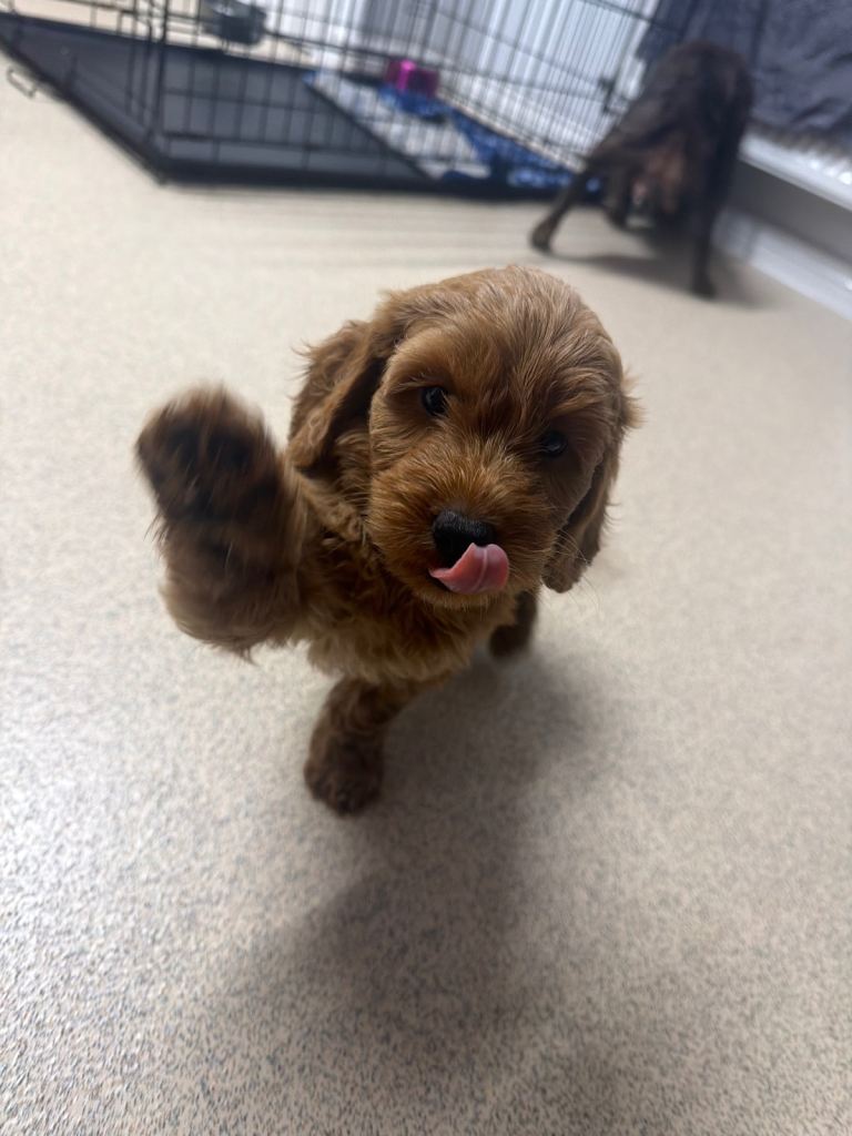 REDUCED F1 COCKAPOO LAST LITTLE GIRL LEFT READY NOW 