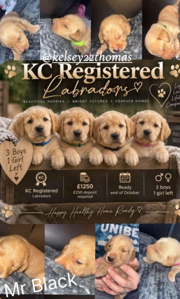 KC Labrador Puppies