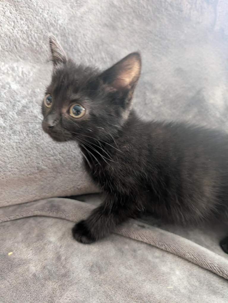 Adorable kittens for sale.