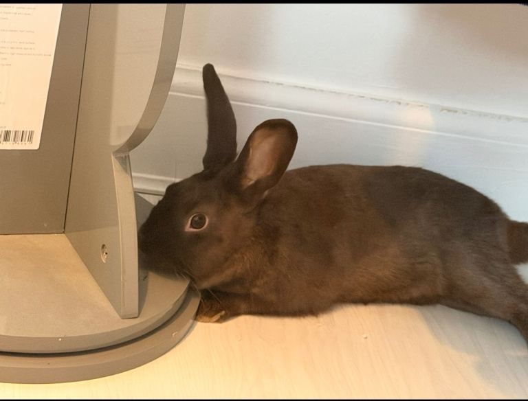 Rabbit for sale 