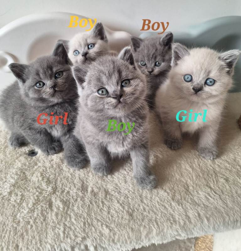 Adorable 5 British Shorthair kittens, London