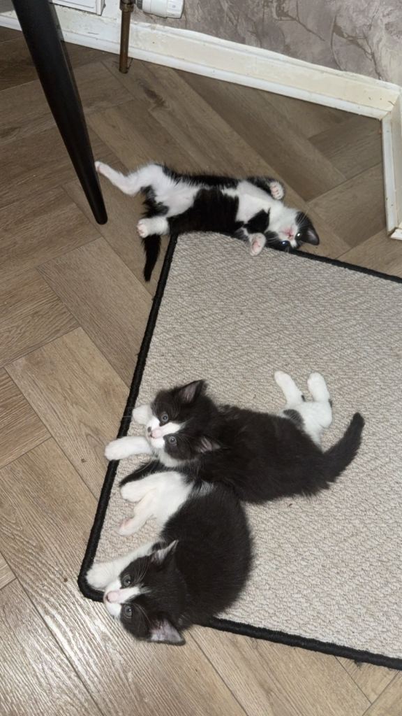 2 beautiful kittens ready to be rehomed, 1 girl (extremely fluffy) and 1 boy 
