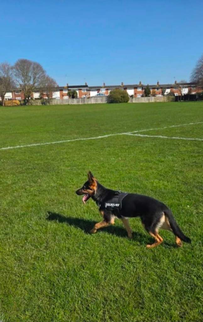 11 1/2 month old male German Shepherd 