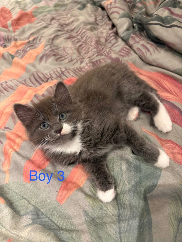 5 half British shorthair kittens 
