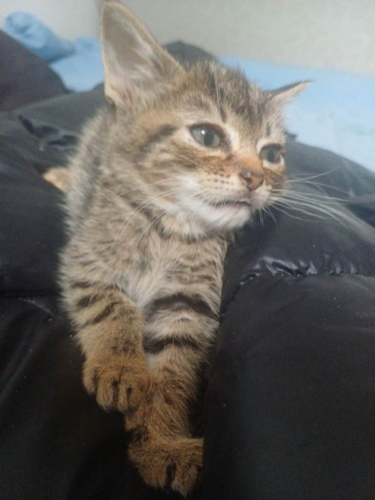 Kittens for sale 
