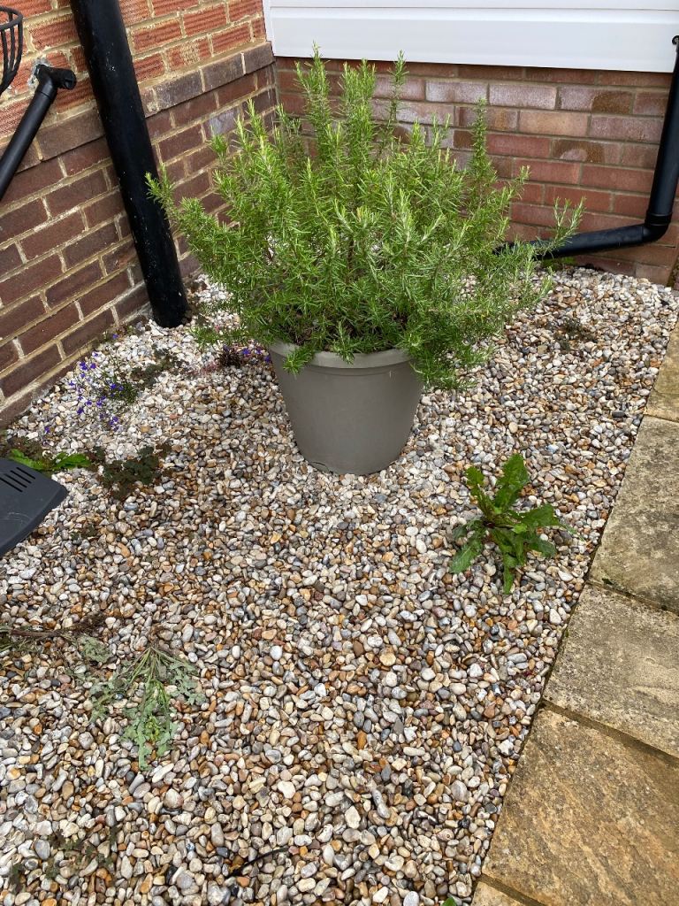 Lovely, Healthy Rosemary Plant in Grey Plastic Pot