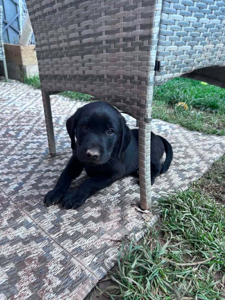 Black Labrador Puppy