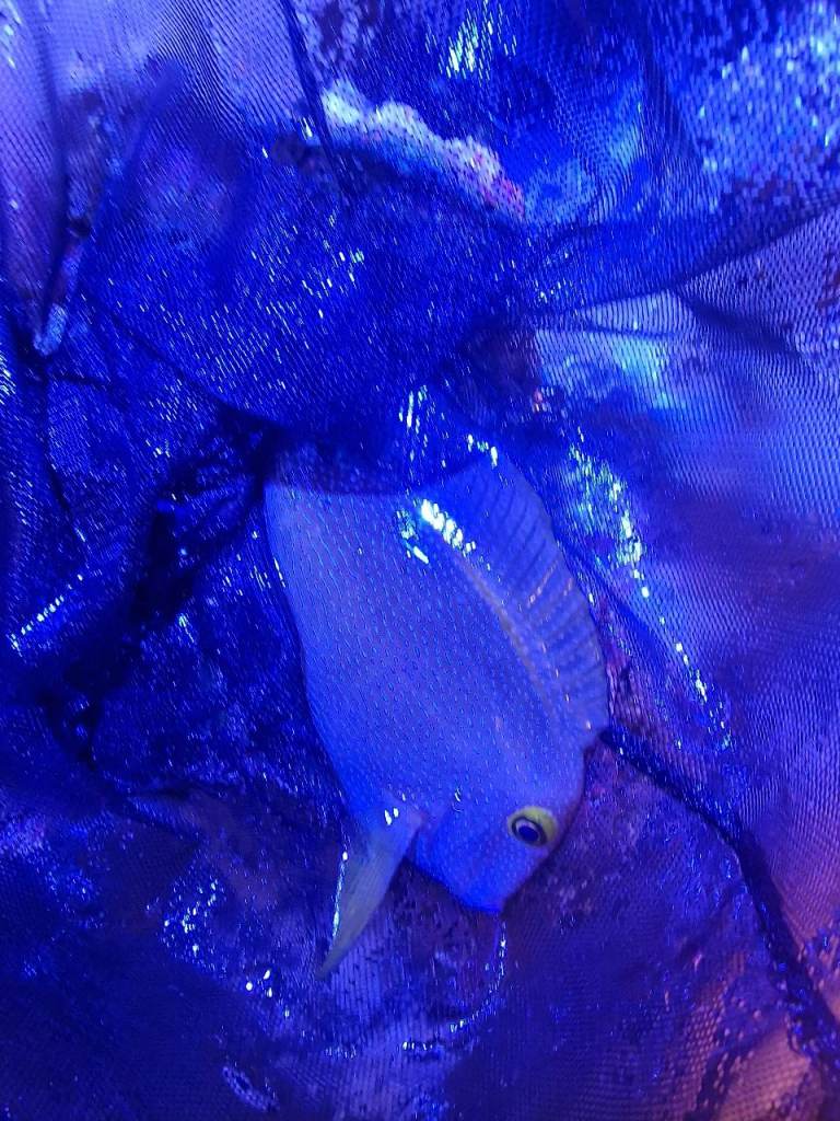 Marine fish + Liverock