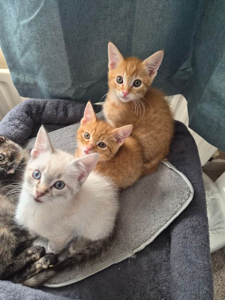 Ragdoll/BSH cross available now