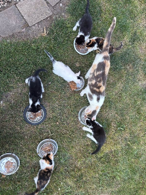 4 kittens for sale 