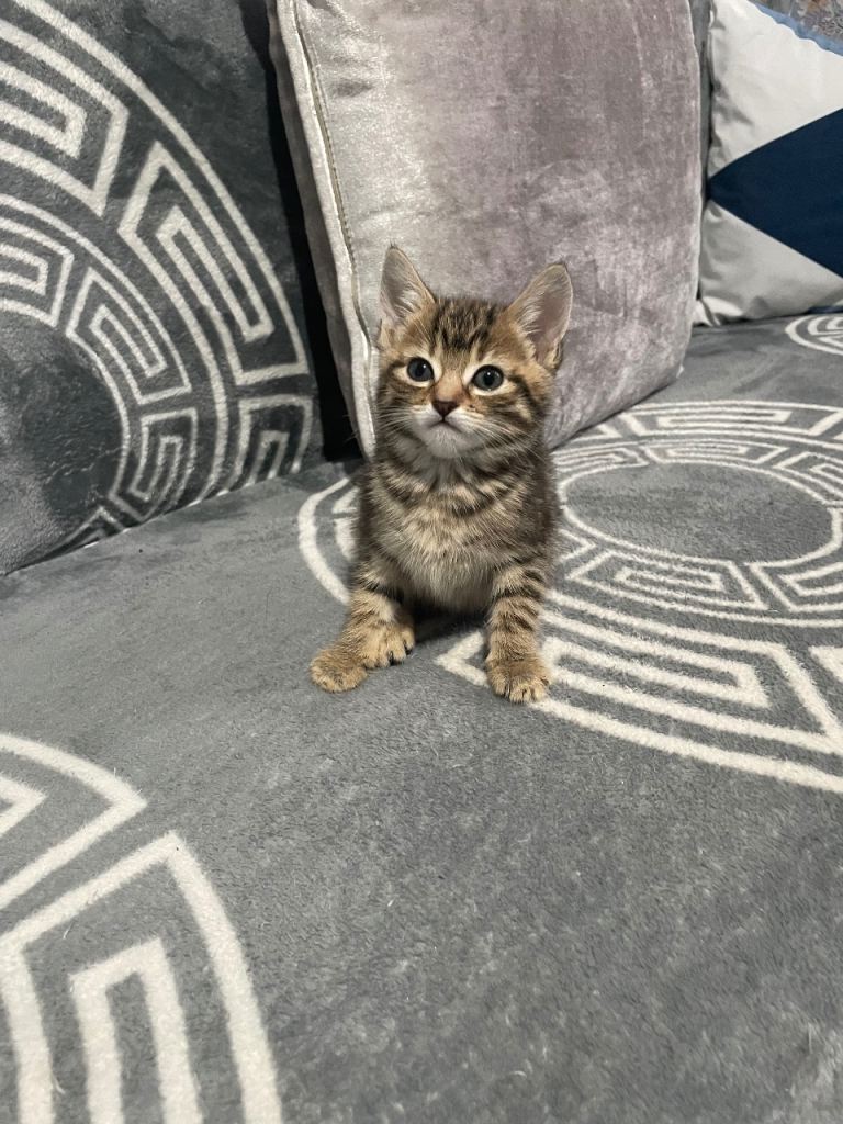 2 female kittens 