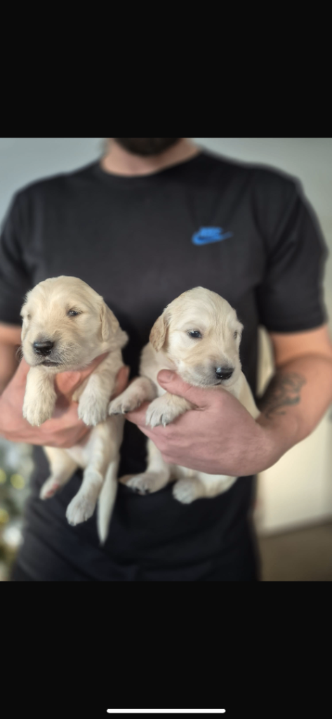 Golden retriever pups 