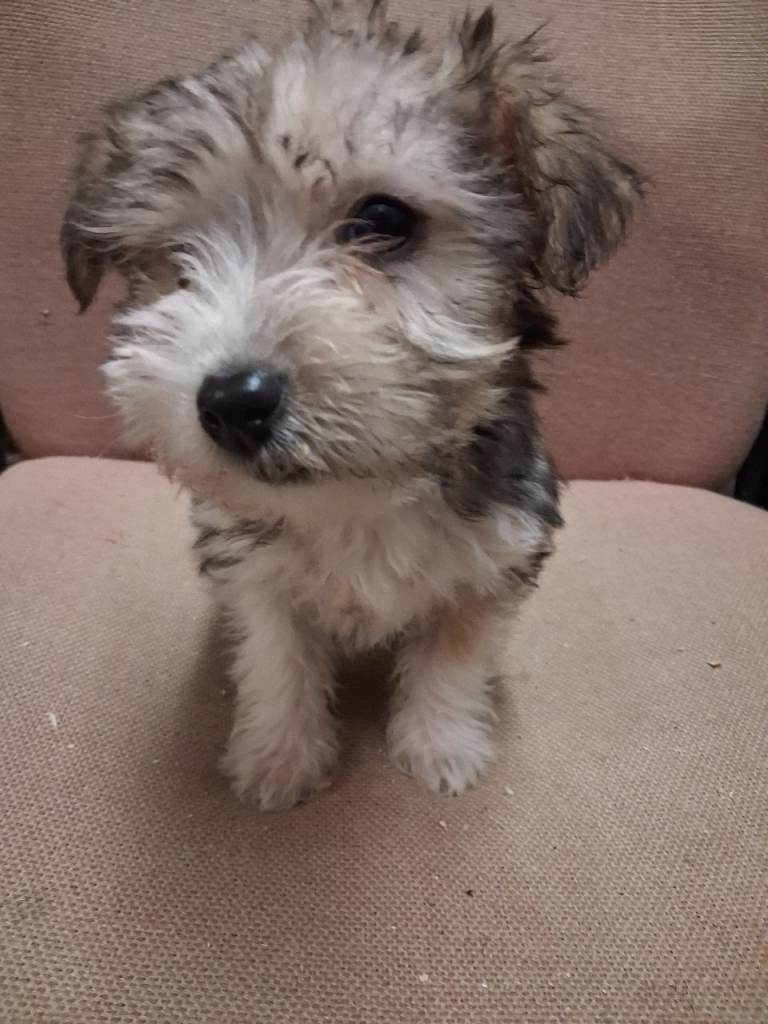 Yorkie Russell Puppies 