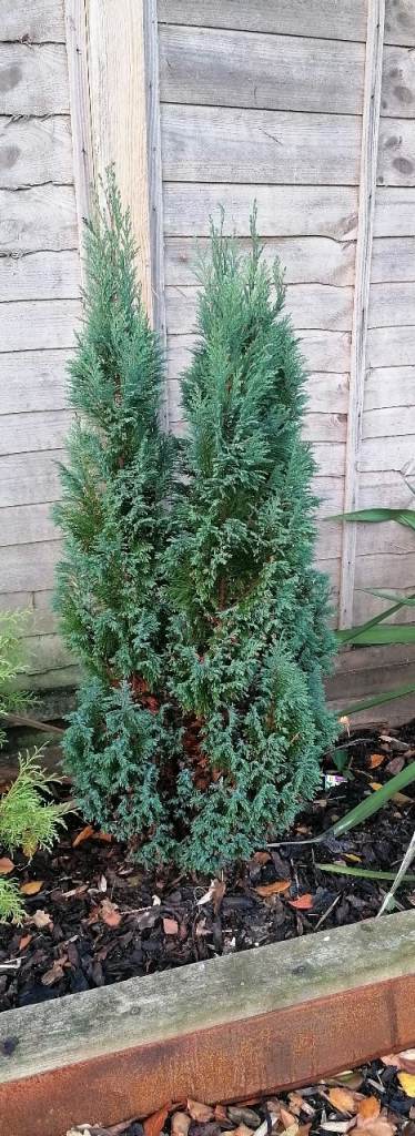 Small Conifer Slow Growing Garden Patio Pot