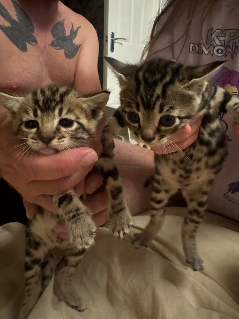 Bengal kittens 2 female 1 male parents owned by us