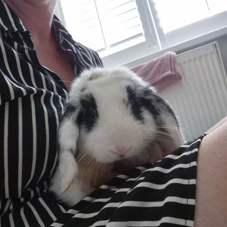 Male rabbits