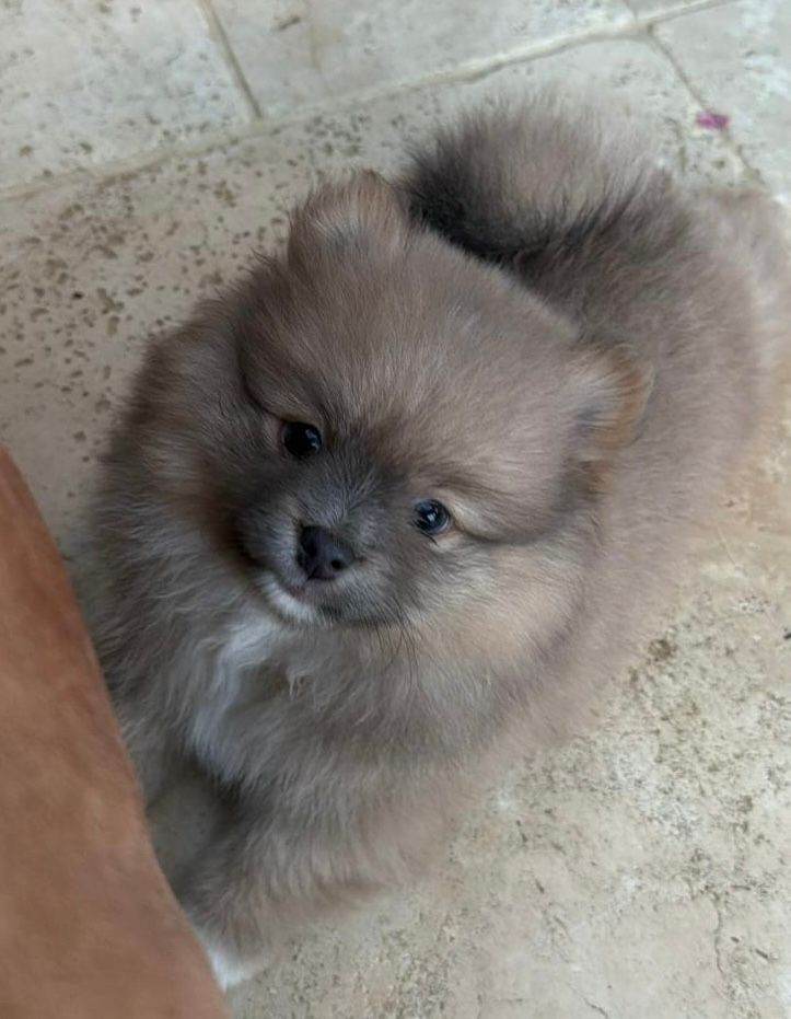 KC Registered Pomeranian Puppies