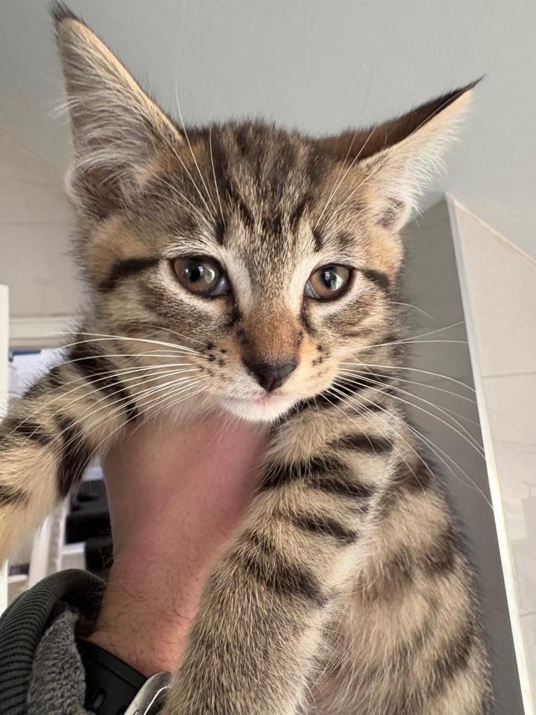 Male kitten 10 weeks 