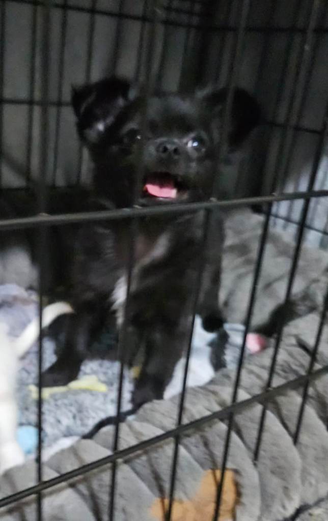 Chihuahua puppys