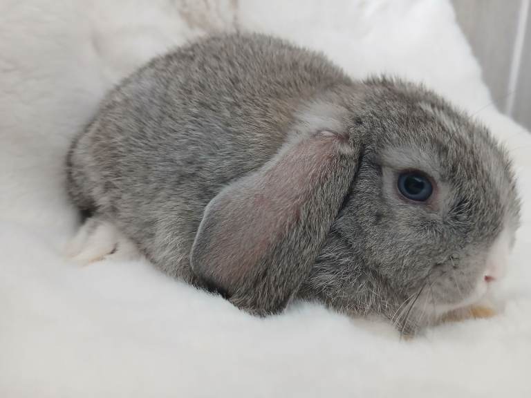 Mini Lop Baby Boy Rabbit Grey / Grey-White Ready Now