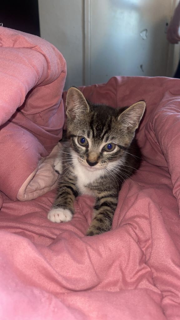 Kittens 