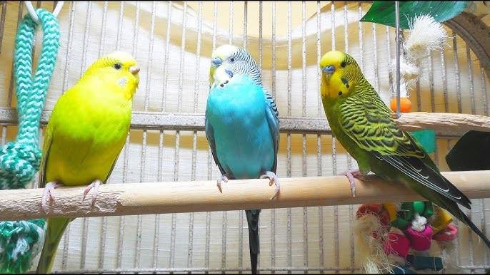Budgerigars