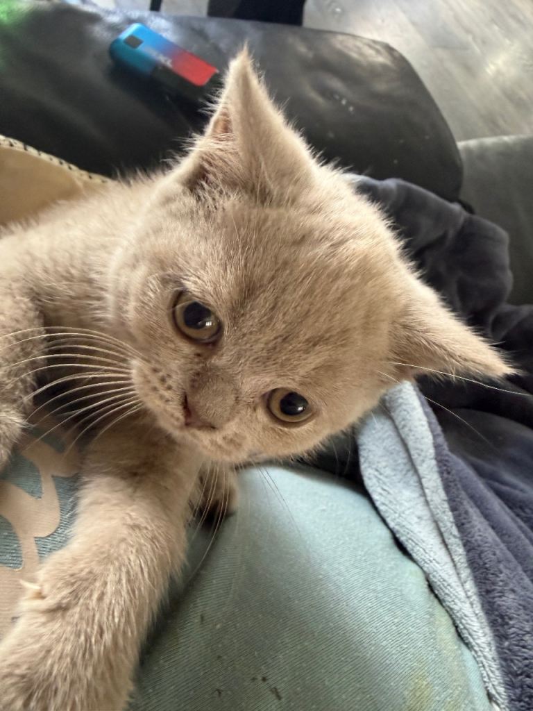 British shorthair Kittens 