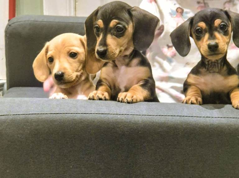 Miniature Dachshund puppies. KC papers.