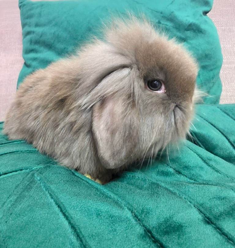 Mini lop x lionhead bunnies