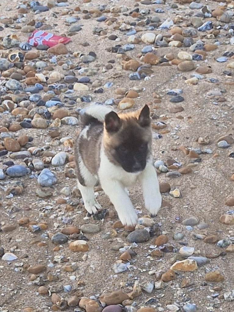 american akitas ready for there forever home