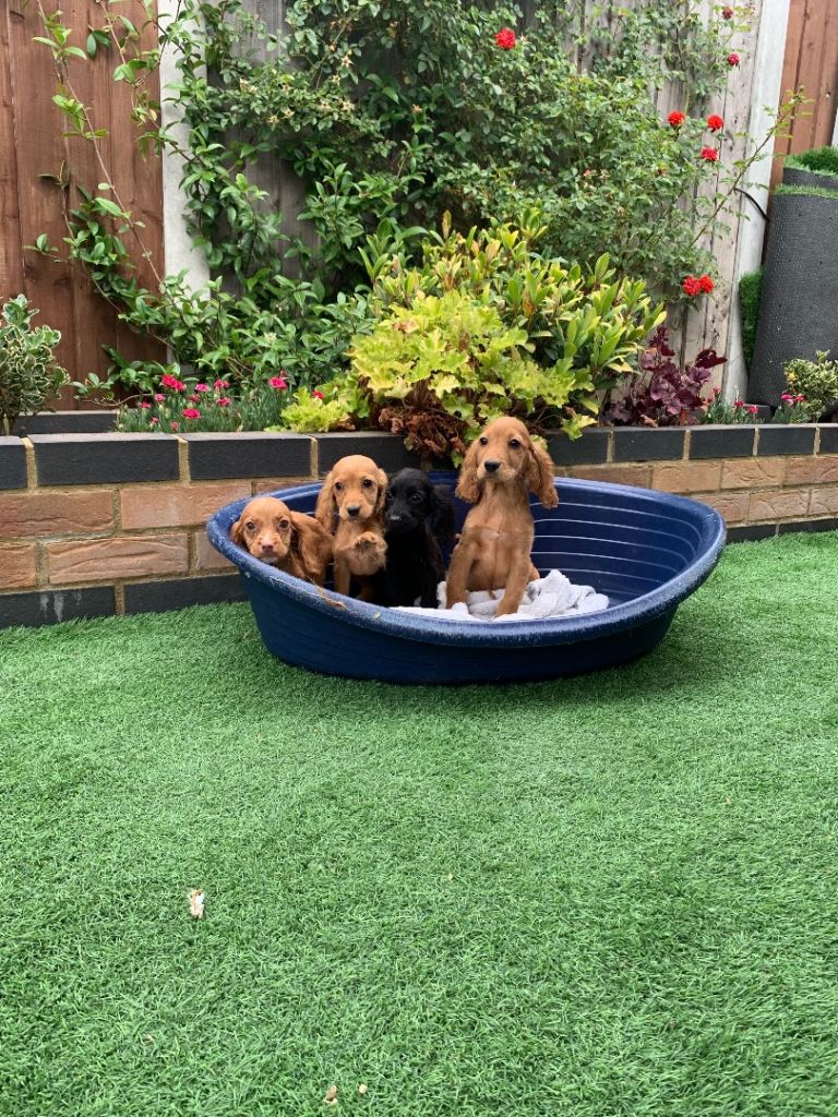 Cocker spaniel puppies