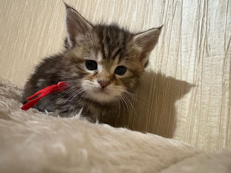 Maine Coon Kittens — Fluffy, Friendly, Ready Soon