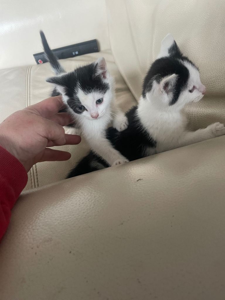 Kittens 