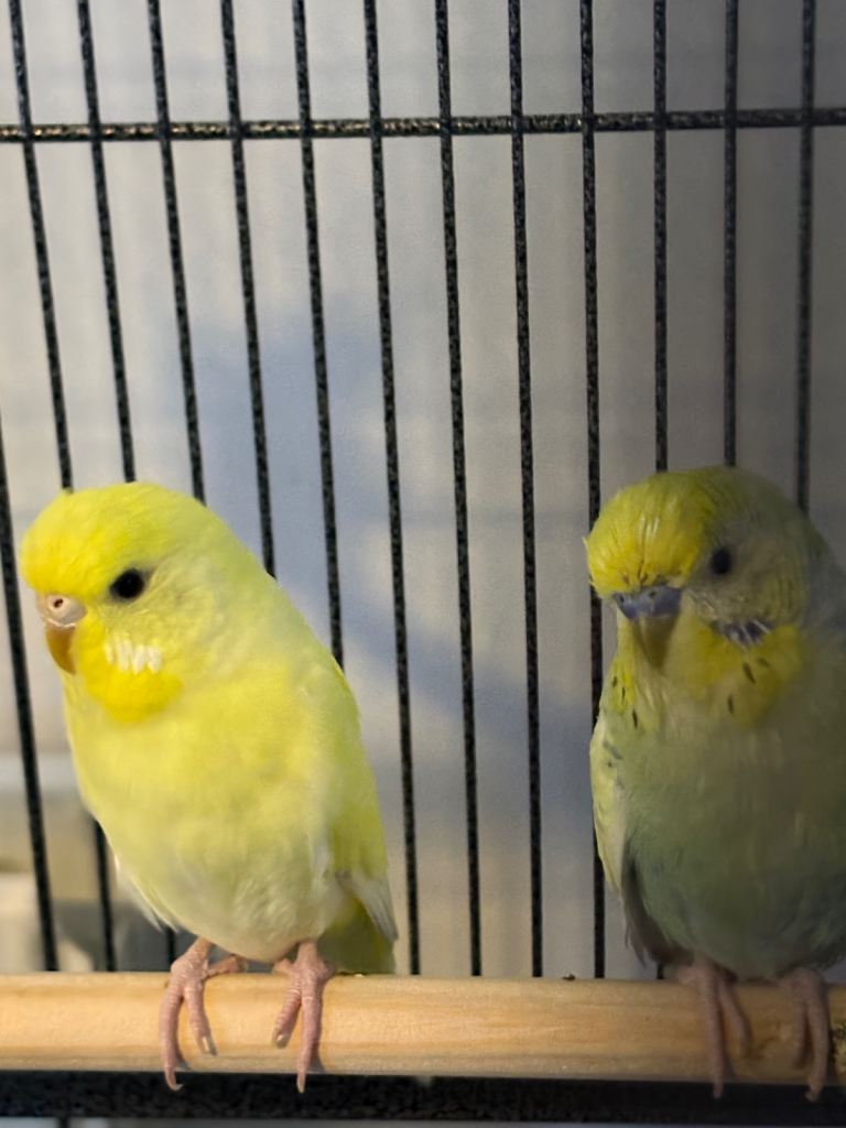 Bonded pair with cage budgies 