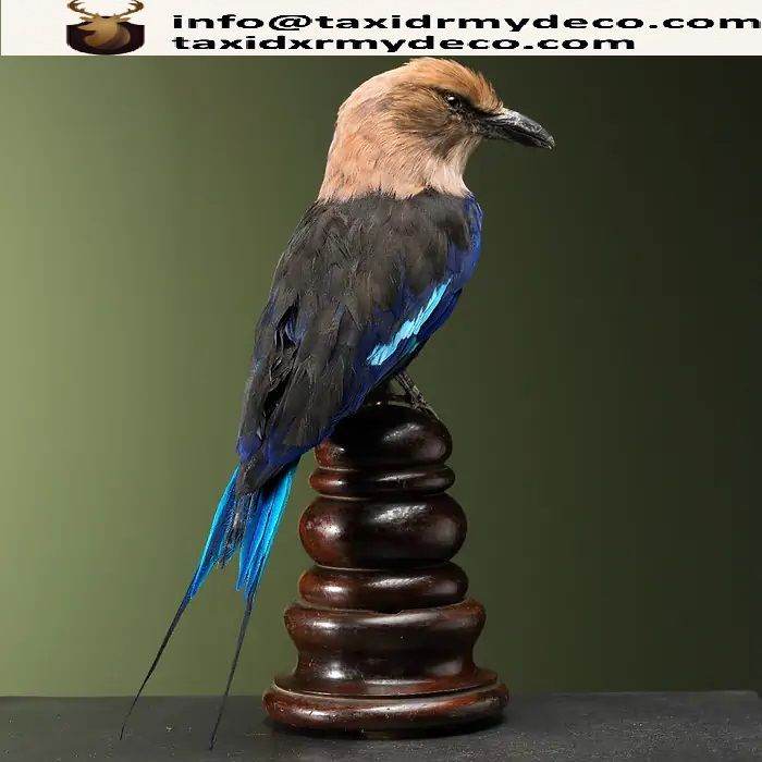 Buy Mounted Blue-bellied Warbler for Sale