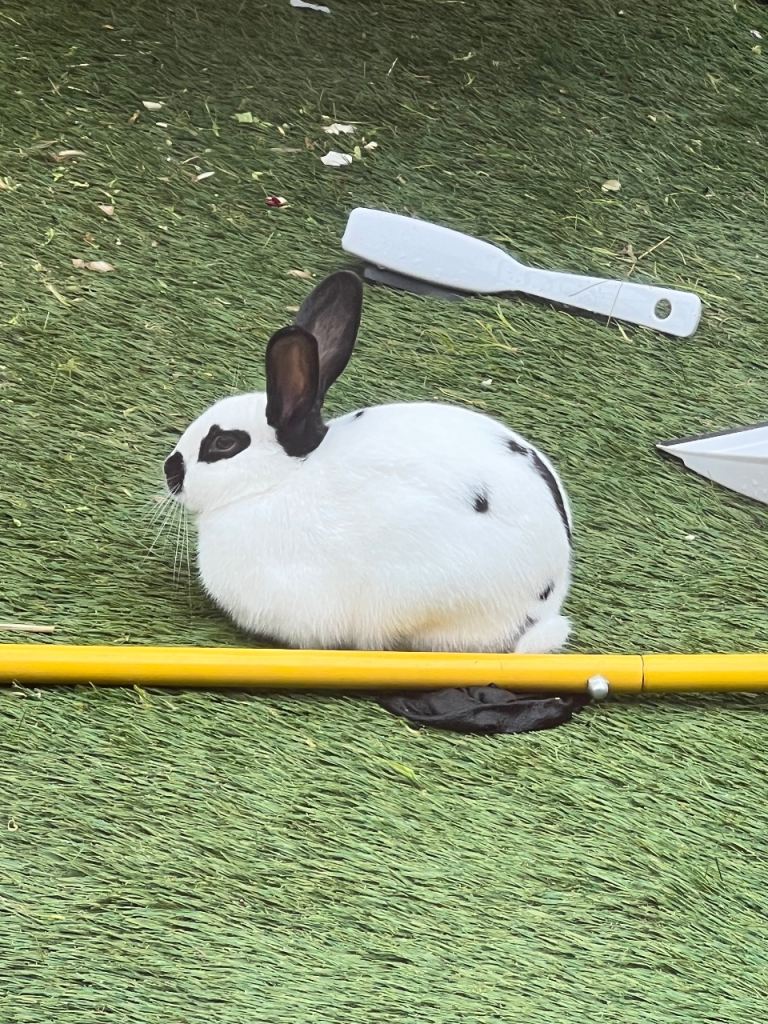 Female rabbit with nice hutch