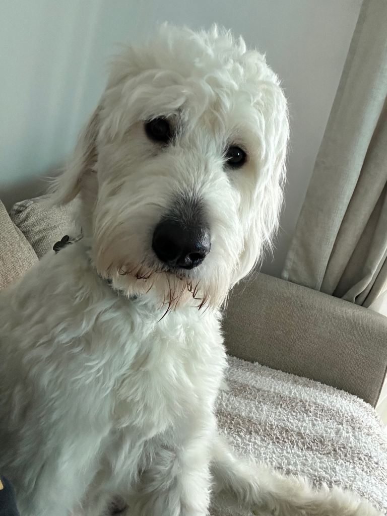 Goldendoodle 