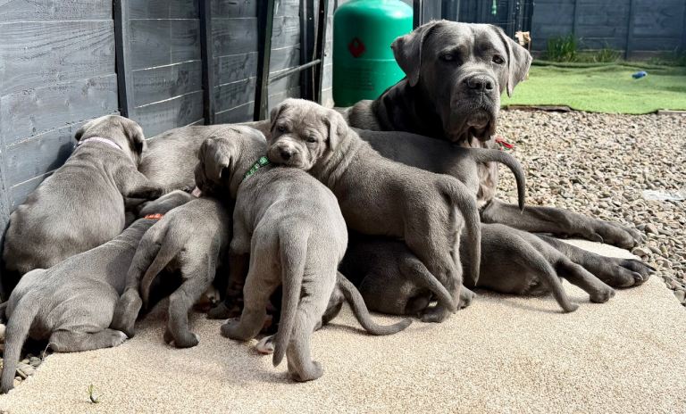 🐾 Outstanding Cane Corso Puppies – Champion Bloodlines 🐾