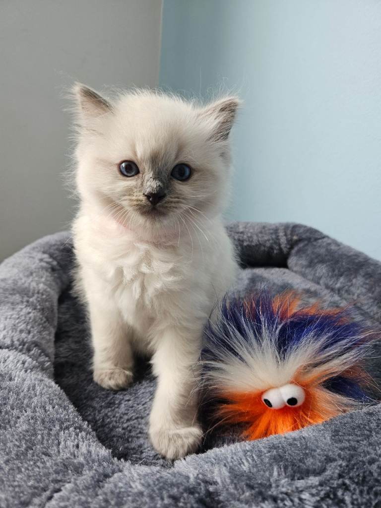 Ragdoll kittens for sale