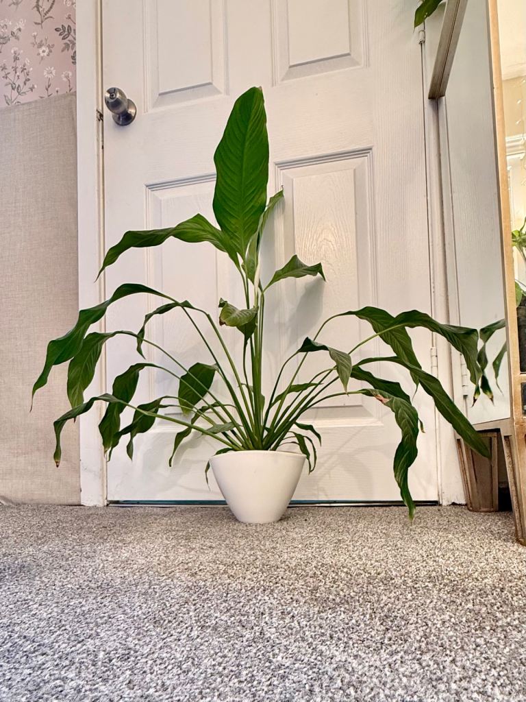 Large Peace Lily Plant in White Ceramic Pot