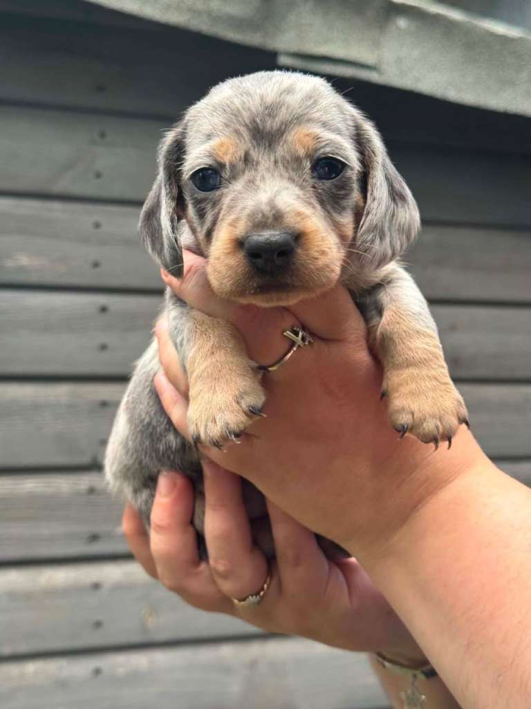 Mini dachshund 